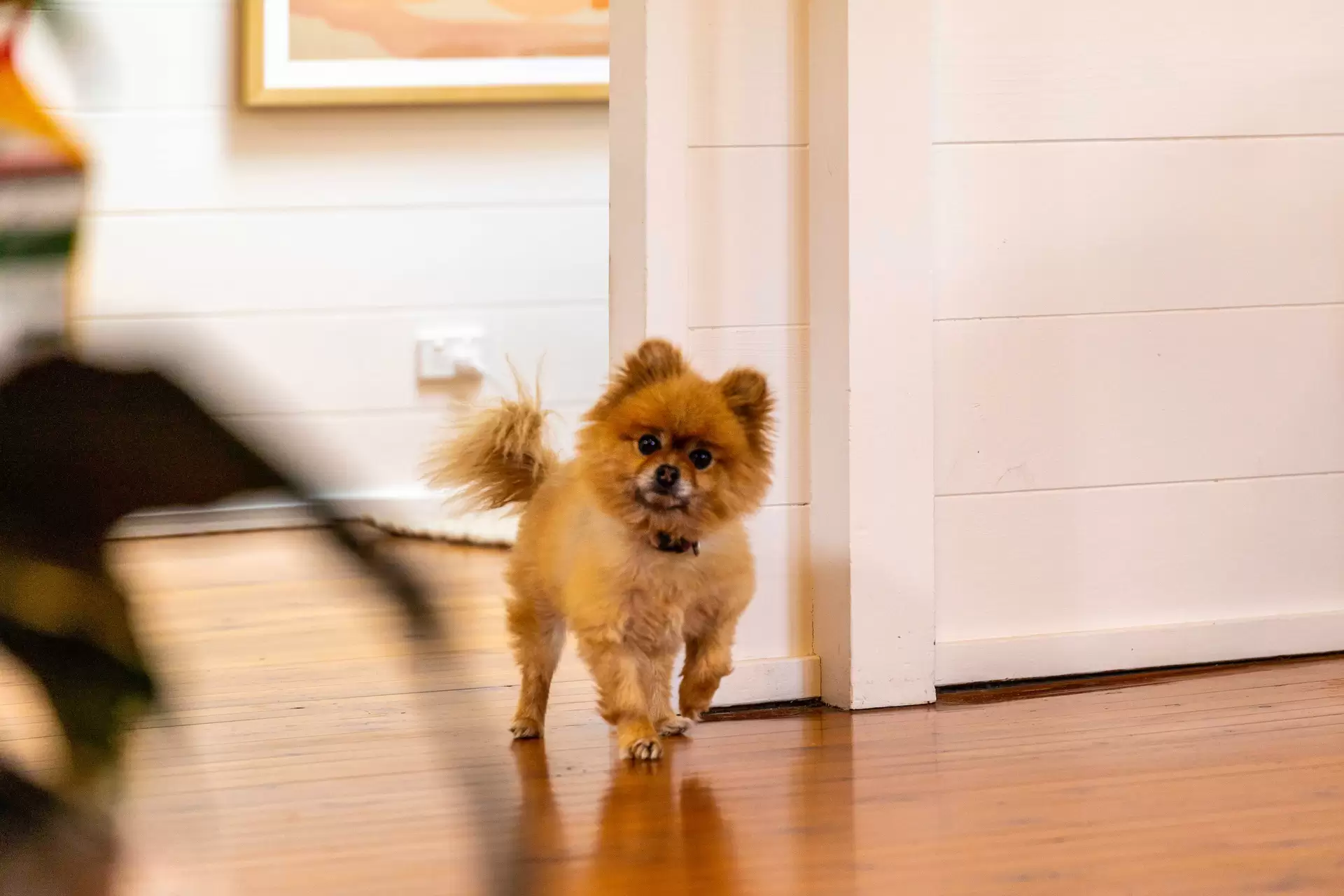 10 Hudson Close, Turramurra Auction by The Marshall Group - image 12