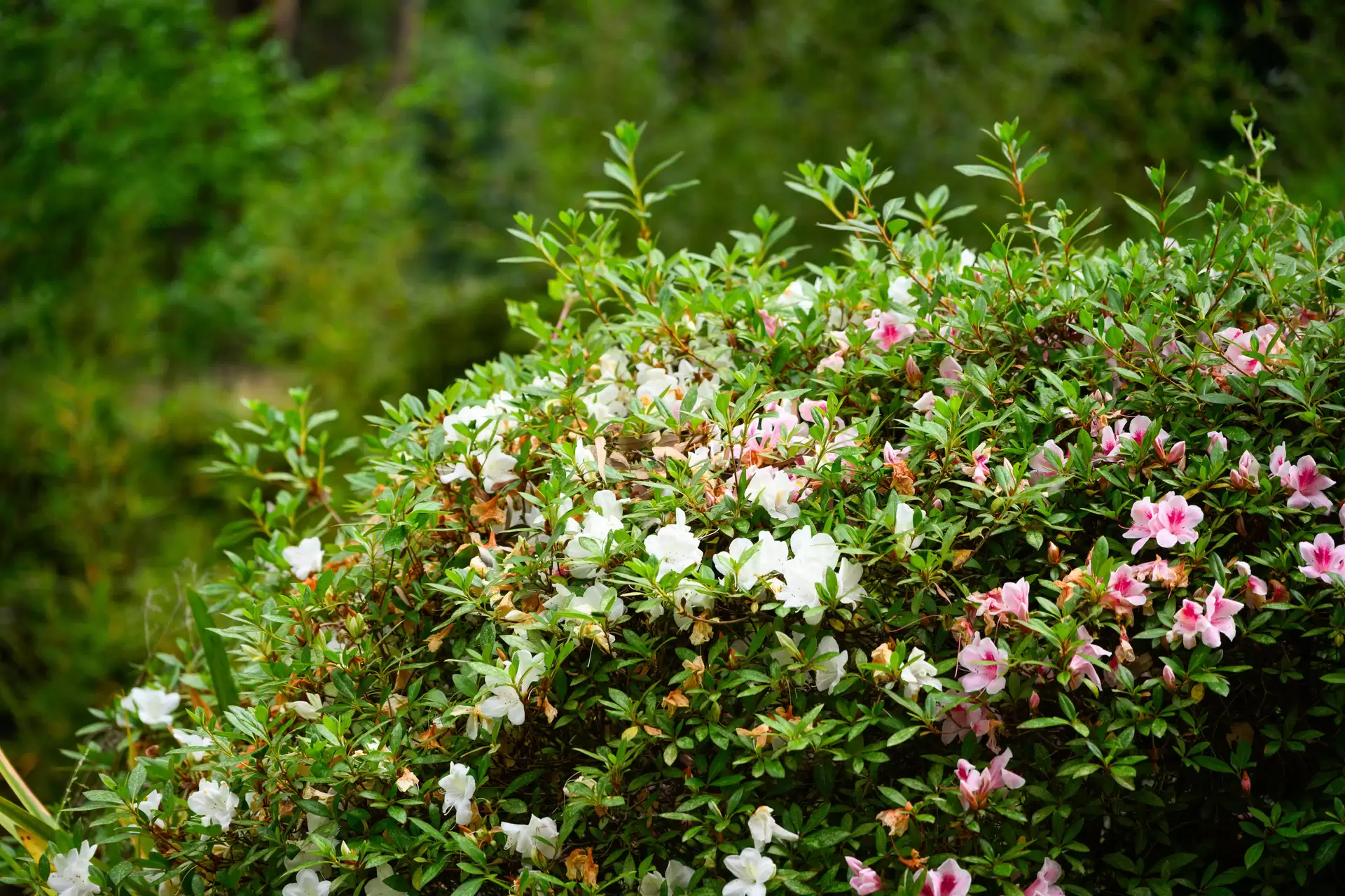 5 Jacana Close, Wahroonga Auction by The Marshall Group - image 21